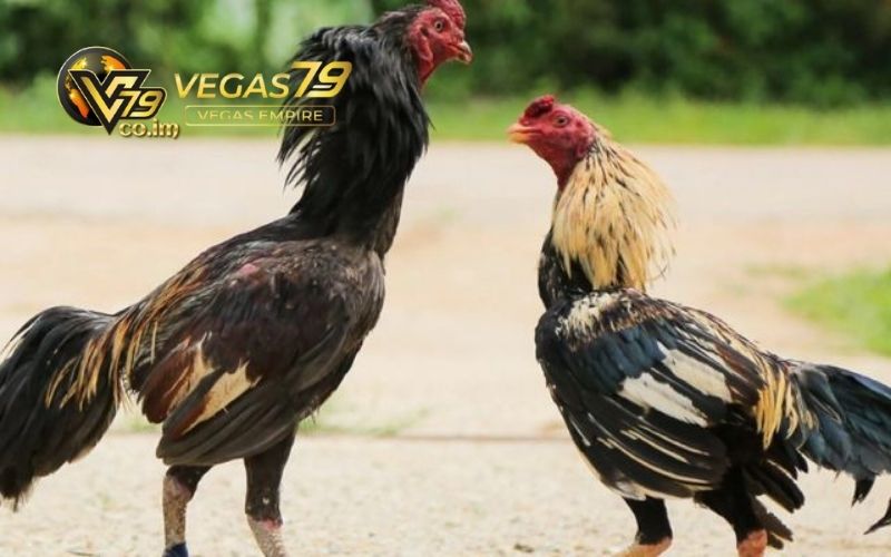 đá gà trực tiếp thomo hôm nay